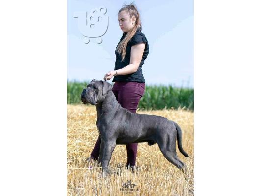 Κουτάβια Cane Corso